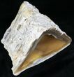Agatized Fossil Coral From Florida - Florida #22429-1